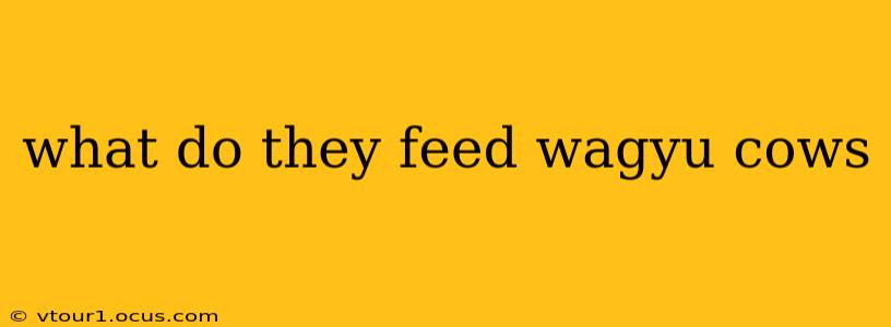 what do they feed wagyu cows