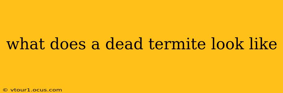 what does a dead termite look like