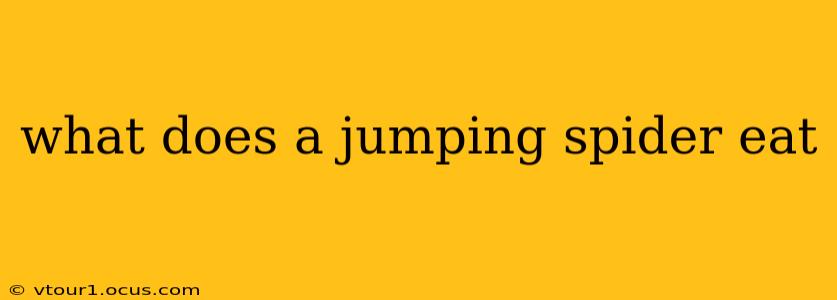 what does a jumping spider eat