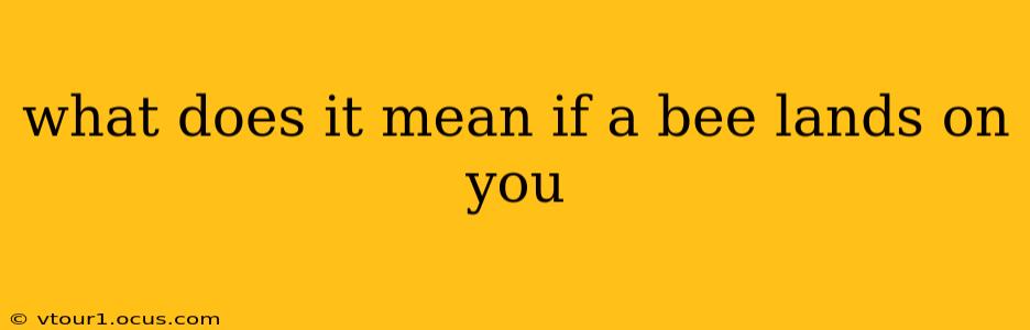 what does it mean if a bee lands on you