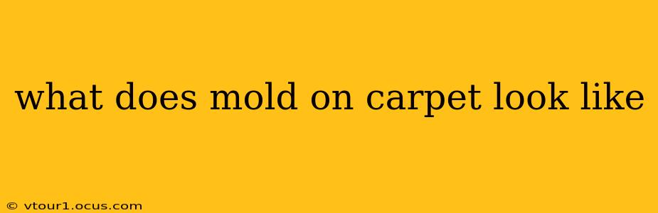 what does mold on carpet look like