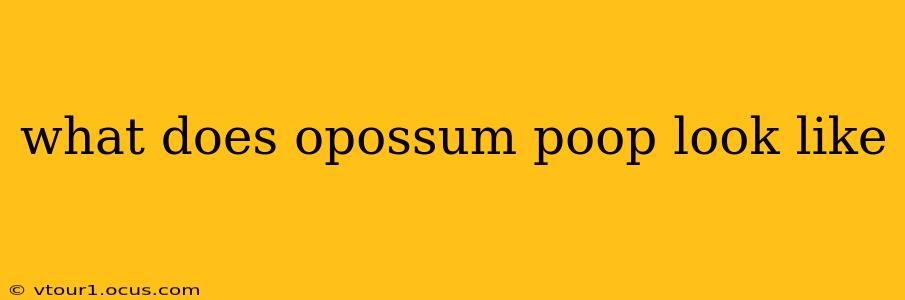 what does opossum poop look like