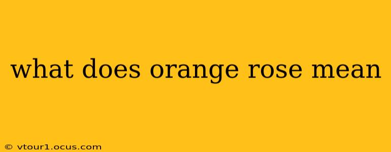 what does orange rose mean