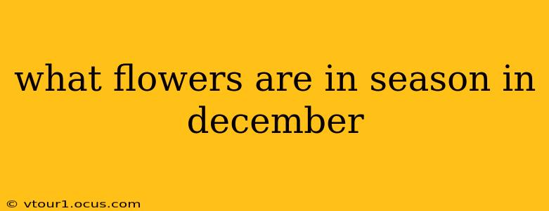 what flowers are in season in december
