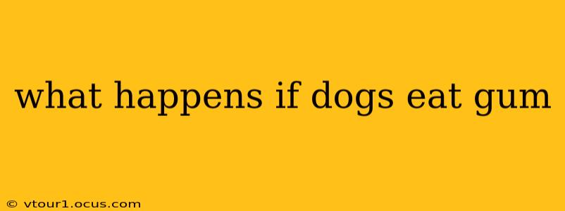 what happens if dogs eat gum