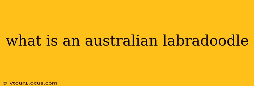 what is an australian labradoodle