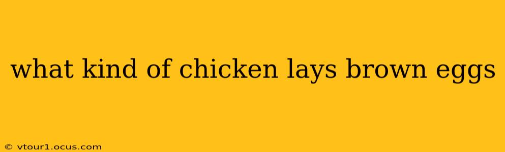 what kind of chicken lays brown eggs