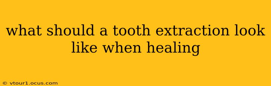 what should a tooth extraction look like when healing