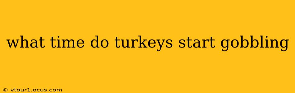what time do turkeys start gobbling
