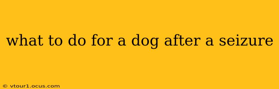 what to do for a dog after a seizure