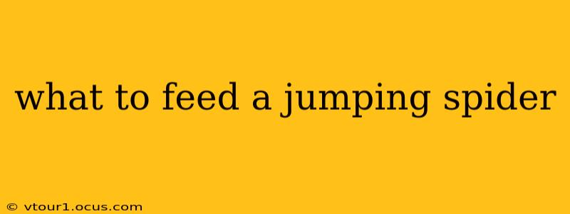 what to feed a jumping spider