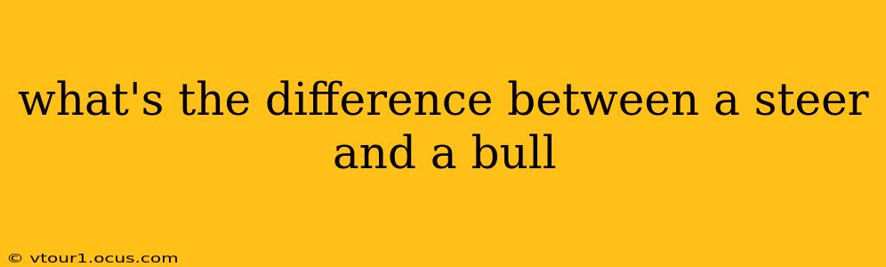 what's the difference between a steer and a bull