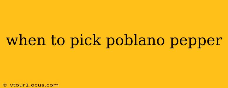 when to pick poblano pepper