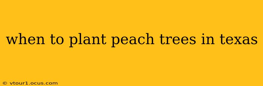 when to plant peach trees in texas