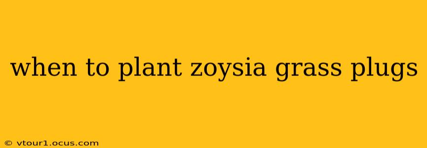 when to plant zoysia grass plugs