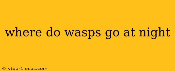 where do wasps go at night