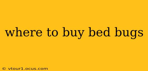 where to buy bed bugs