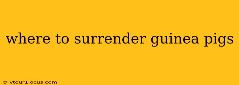 where to surrender guinea pigs