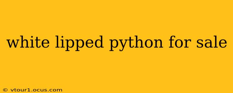 white lipped python for sale