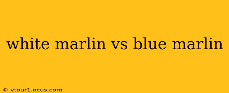 white marlin vs blue marlin