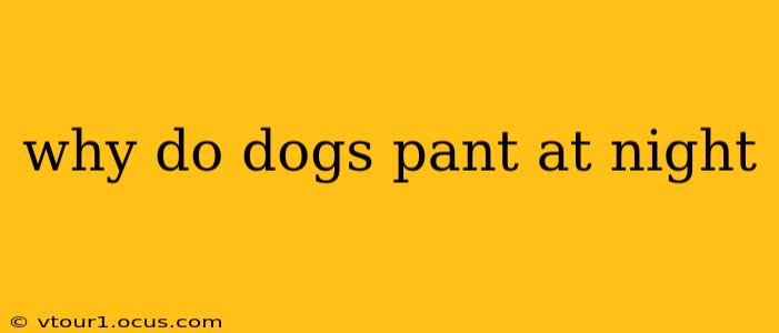 why do dogs pant at night