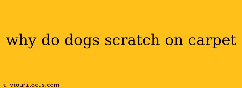 why do dogs scratch on carpet