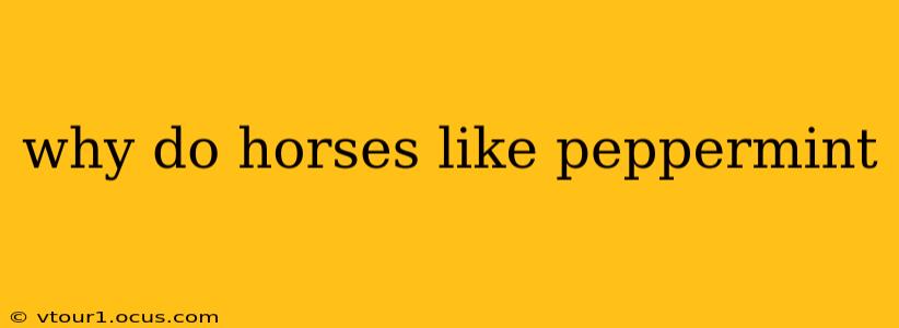 why do horses like peppermint