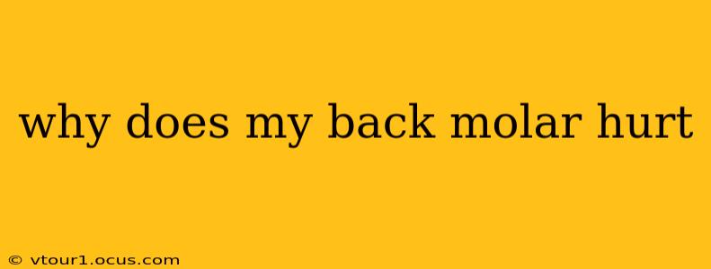 why does my back molar hurt
