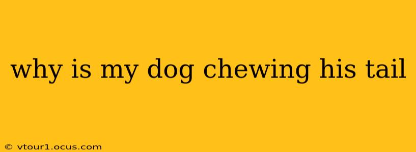 why is my dog chewing his tail