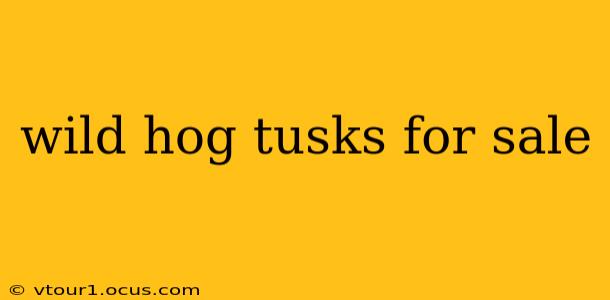 wild hog tusks for sale