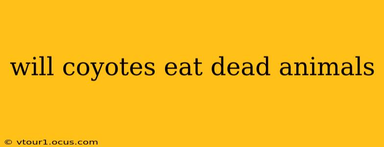 will coyotes eat dead animals