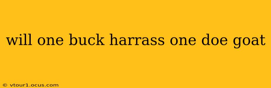 will one buck harrass one doe goat