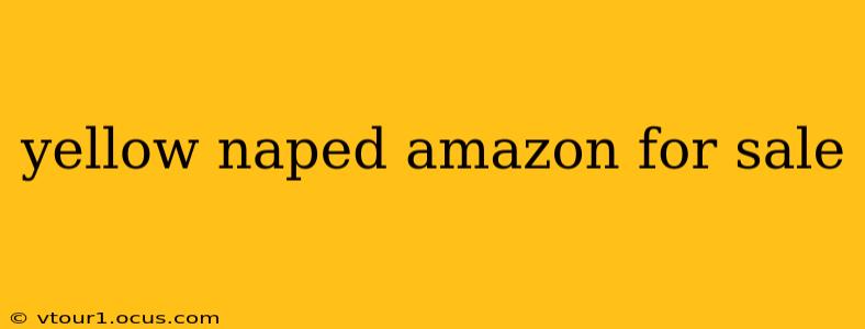 yellow naped amazon for sale