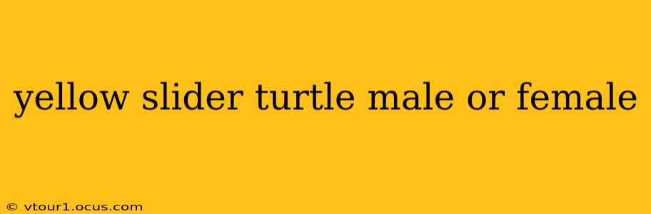 yellow slider turtle male or female