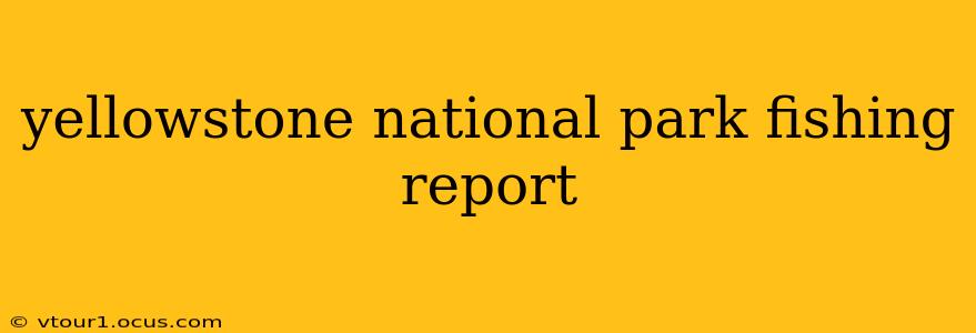 yellowstone national park fishing report
